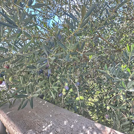 Rosa By Interhome 公寓